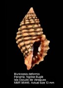 Muricopsis deformis